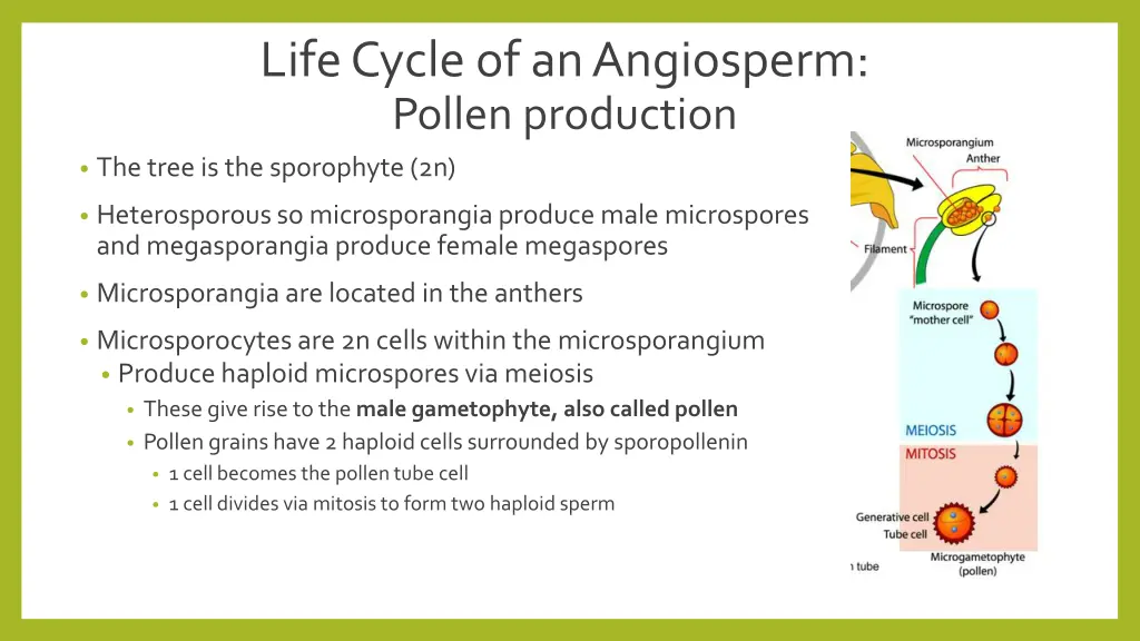 life cycle of an angiosperm pollen production