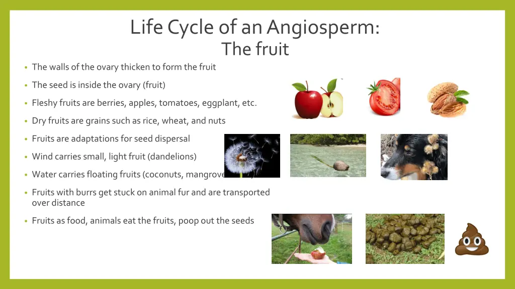 life cycle of an angiosperm the fruit the walls