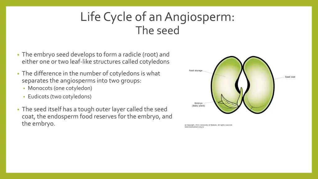 life cycle of an angiosperm the seed