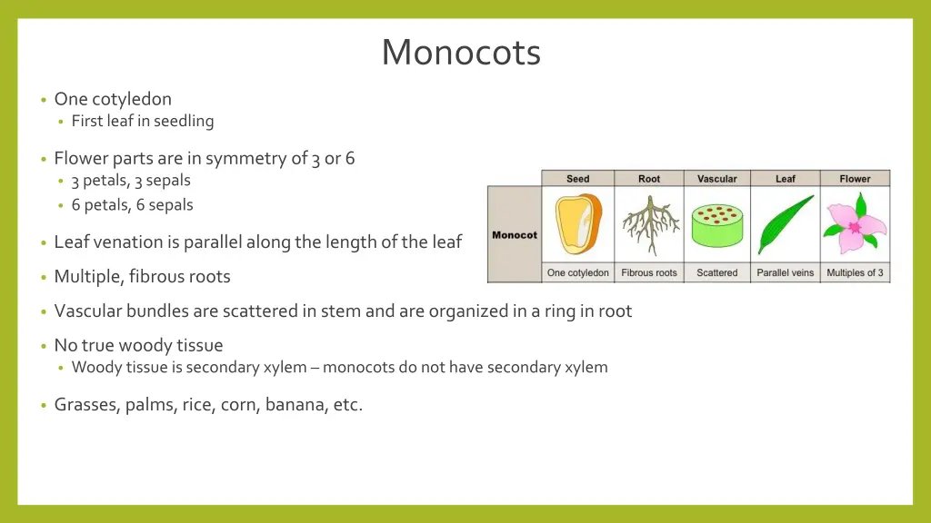 monocots