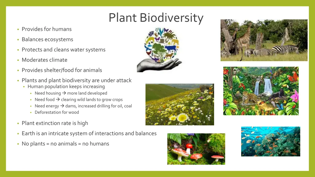 plant biodiversity