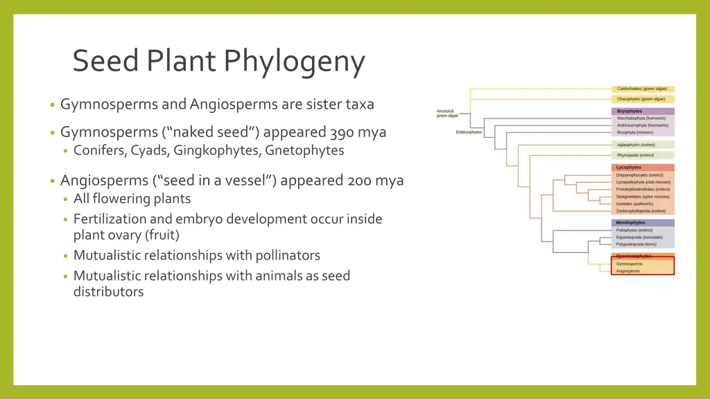 seed plant phylogeny