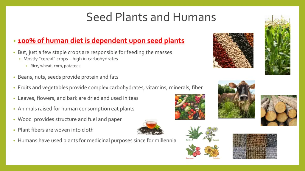seed plants and humans