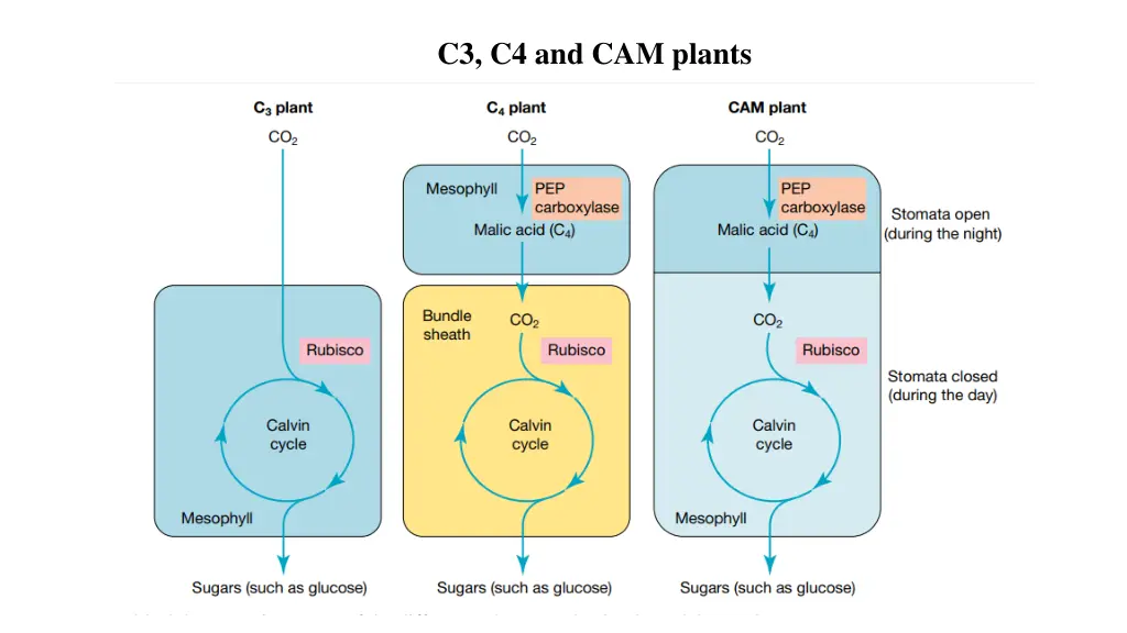 c3 c4 and cam plants