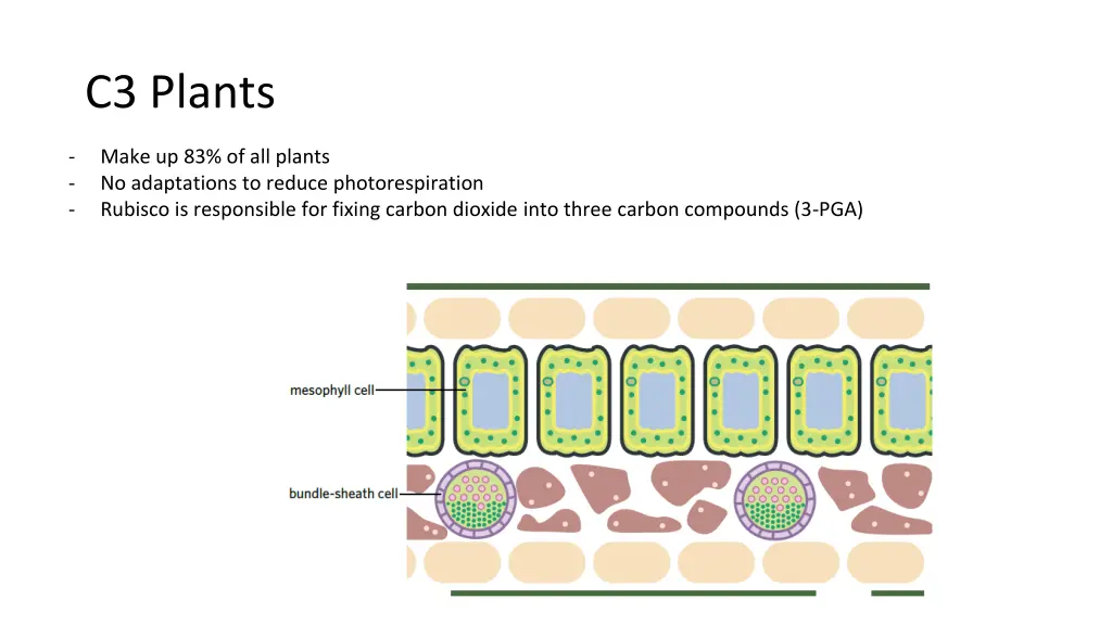 c3 plants