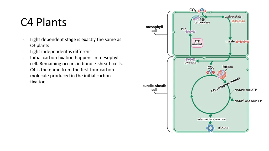 c4 plants