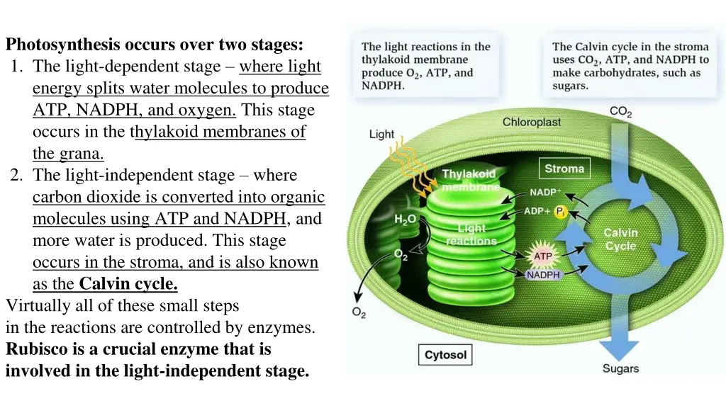 photosynthesis occurs over two stages 1 the light