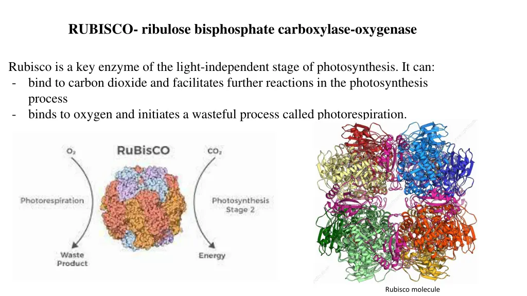 rubisco ribulose bisphosphate carboxylase