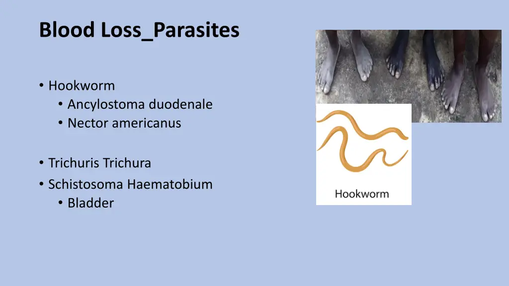 blood loss parasites