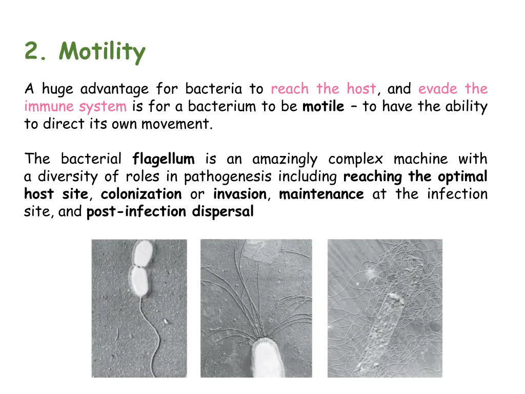 2 motility