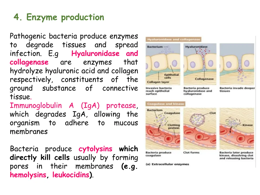 4 enzyme production