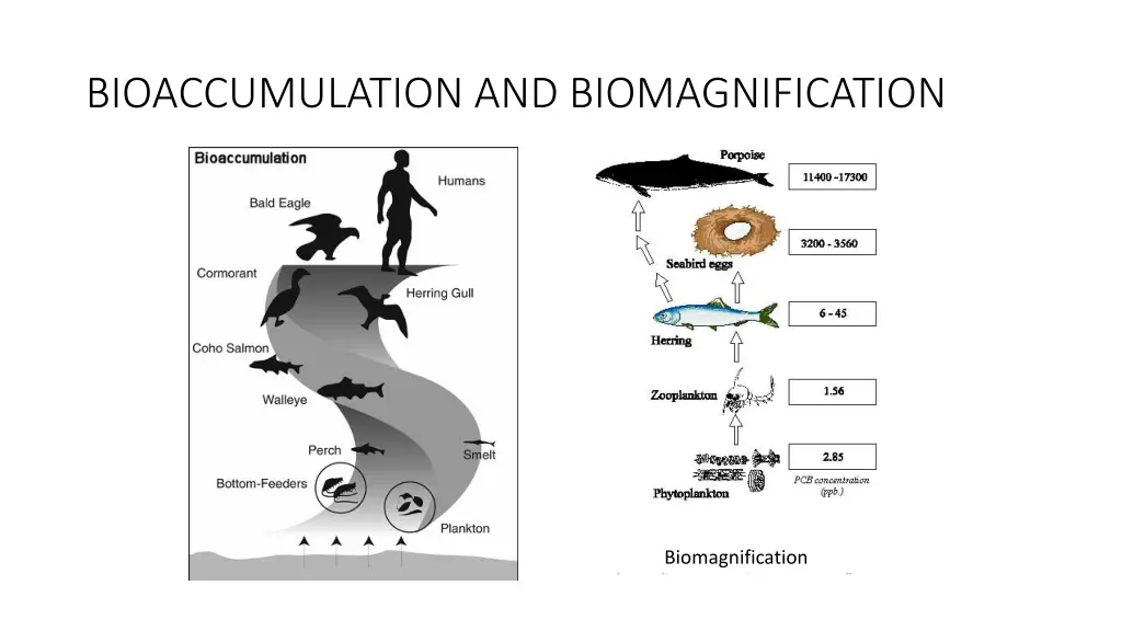 bioaccumulation and biomagnification