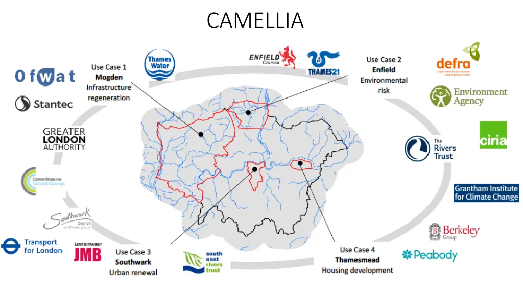 camellia