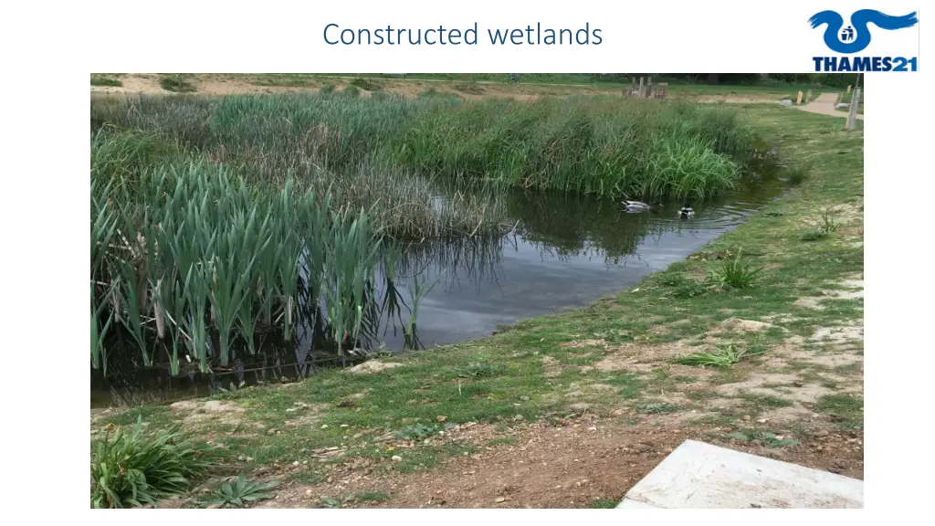 constructed wetlands