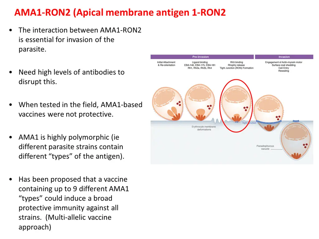 ama1 ron2 apical membrane antigen 1 ron2
