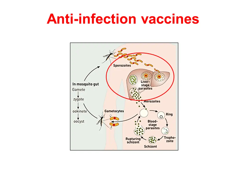 anti infection vaccines