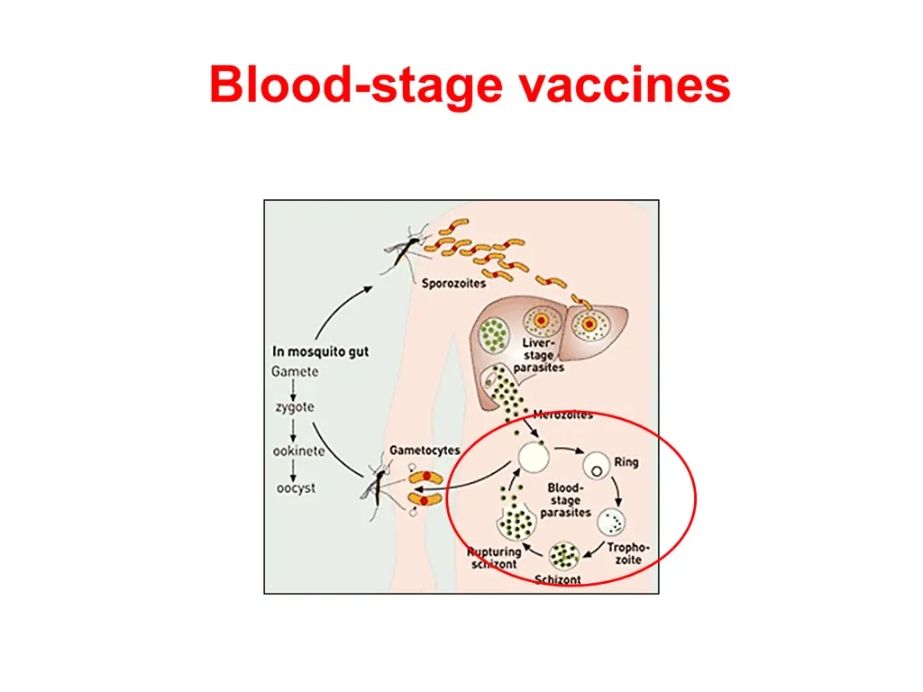 blood stage vaccines
