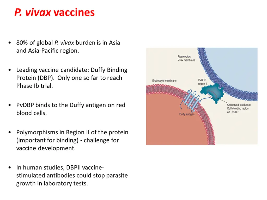 p vivax vaccines