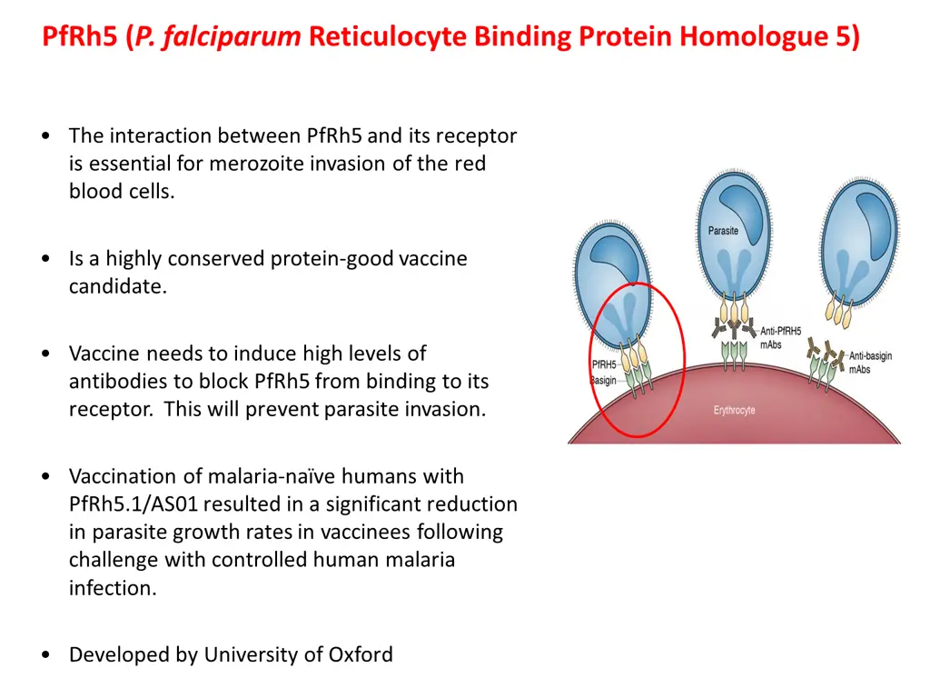 pfrh5 p falciparum reticulocyte binding protein