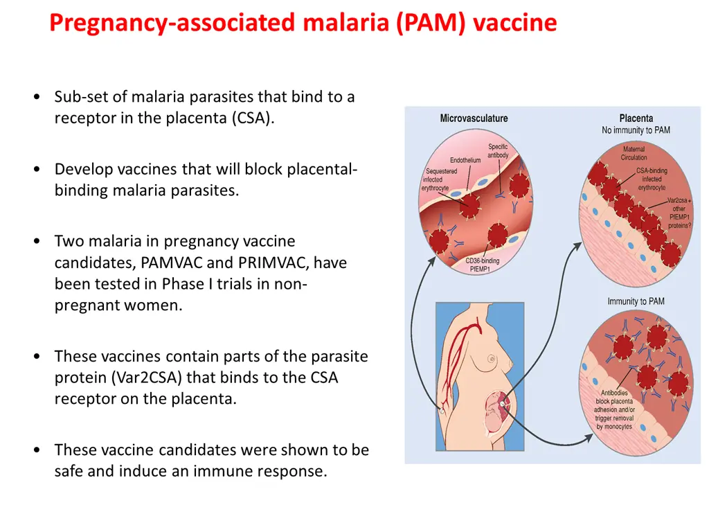 pregnancy associated malaria pam vaccine