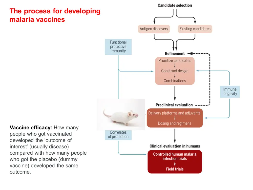 the process for developing malaria vaccines