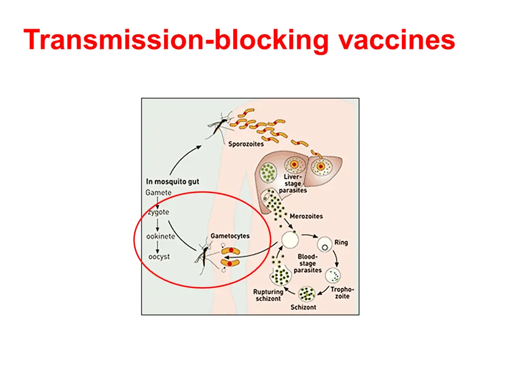transmission blocking vaccines
