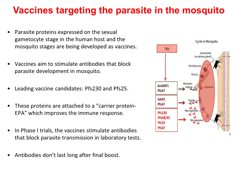 vaccines targeting the parasite in the mosquito