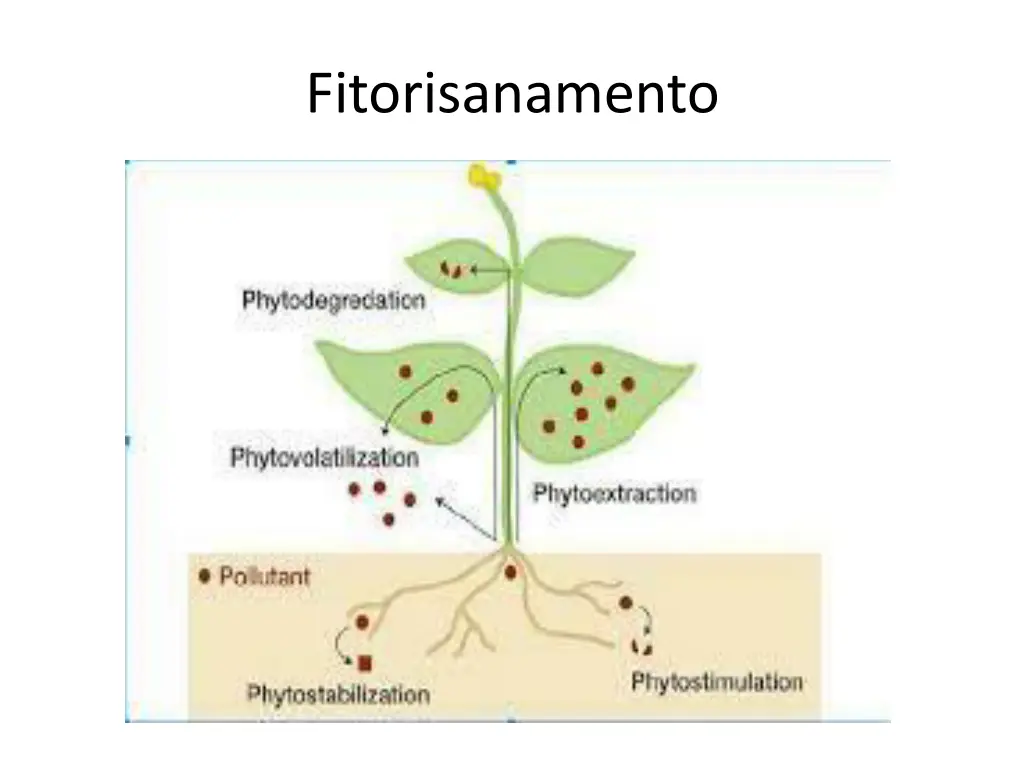 fitorisanamento 1