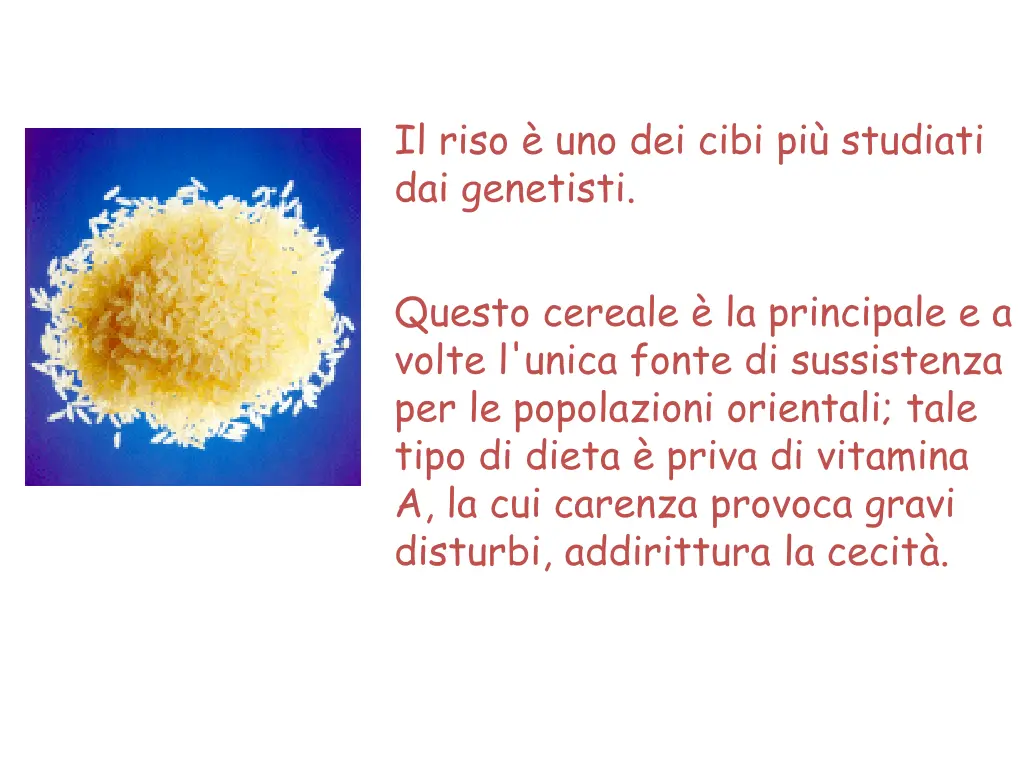 il riso uno dei cibi pi studiati dai genetisti