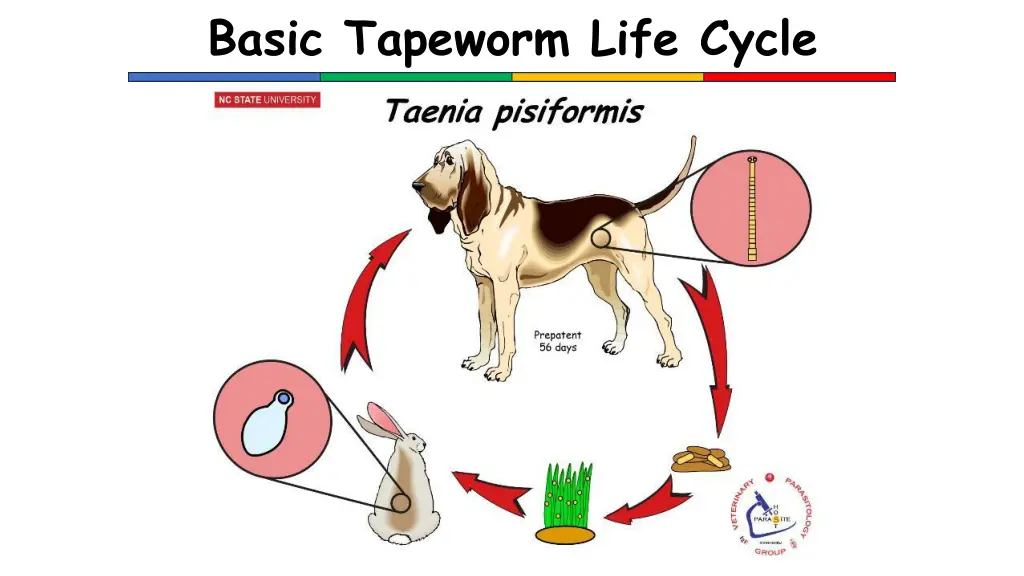 basic tapeworm life cycle