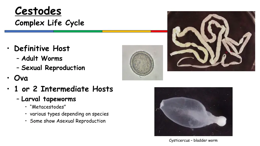 cestodes complex life cycle