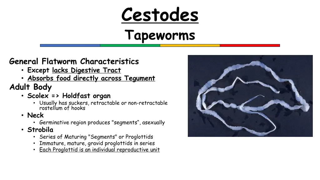 cestodes tapeworms