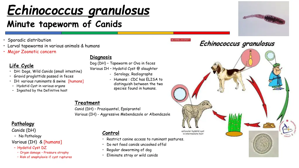 echinococcus granulosus minute tapeworm of canids