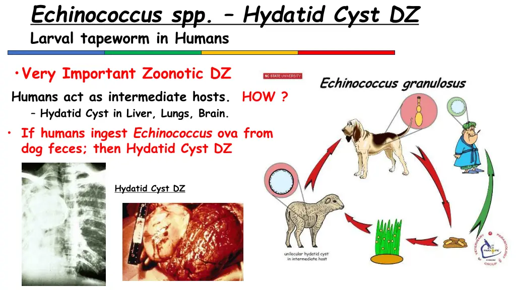 echinococcus spp hydatid cyst dz larval tapeworm 1