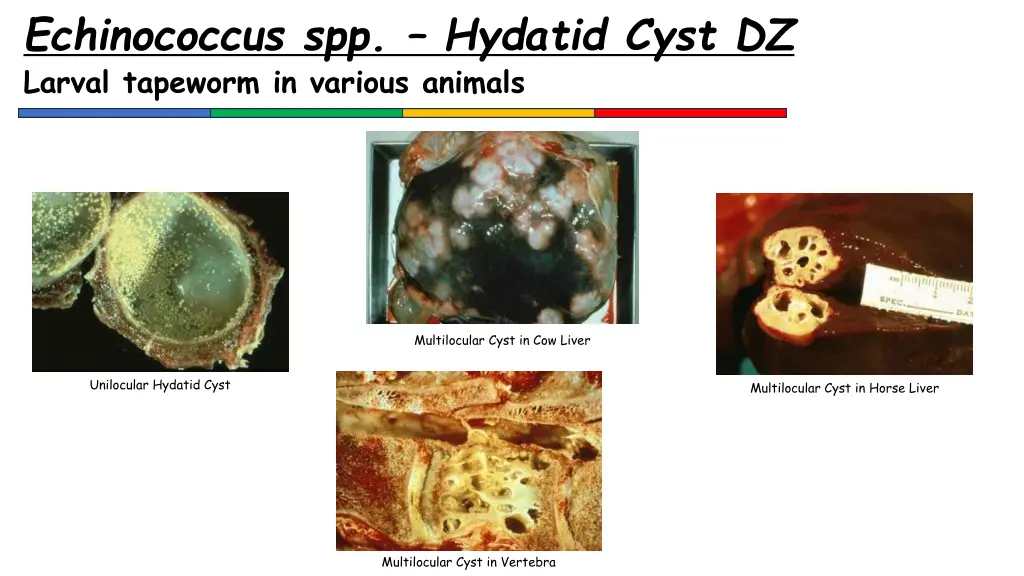 echinococcus spp hydatid cyst dz larval tapeworm