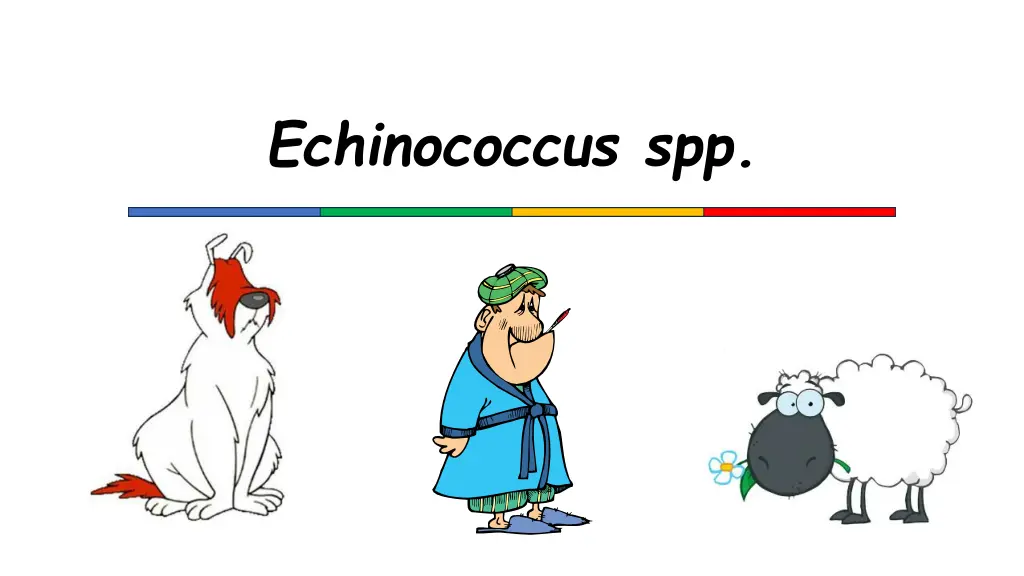 echinococcus spp