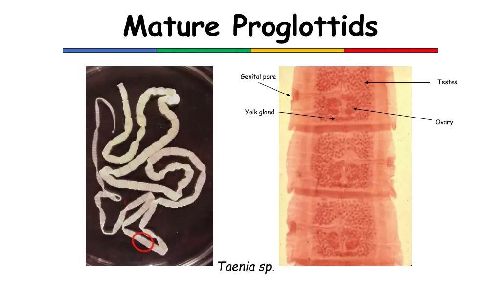 mature proglottids