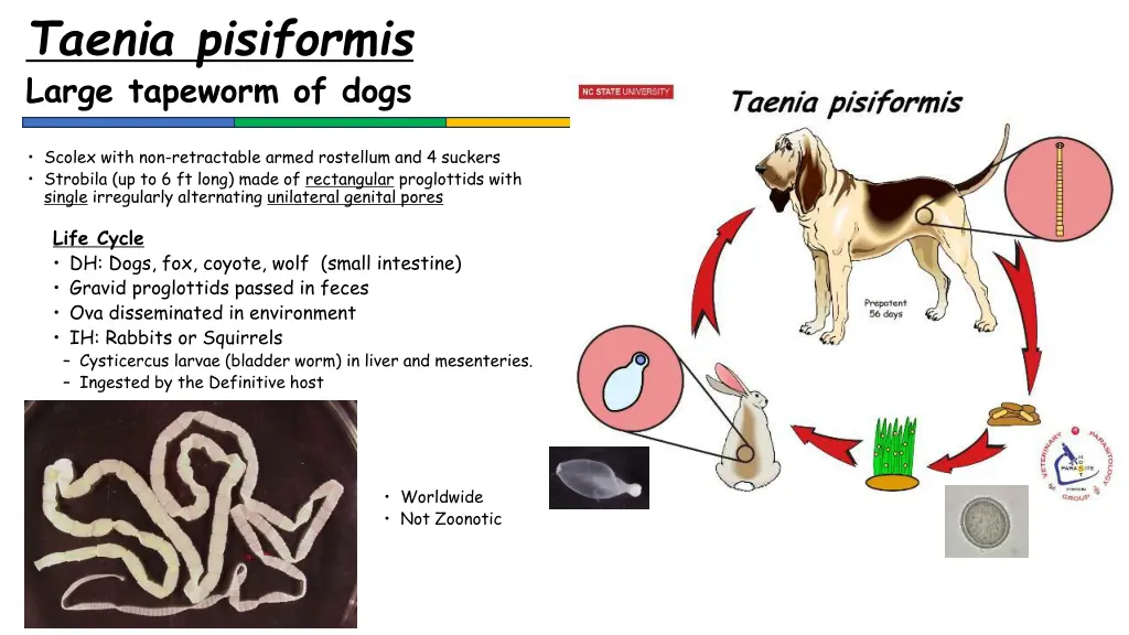 taenia pisiformis large tapeworm of dogs