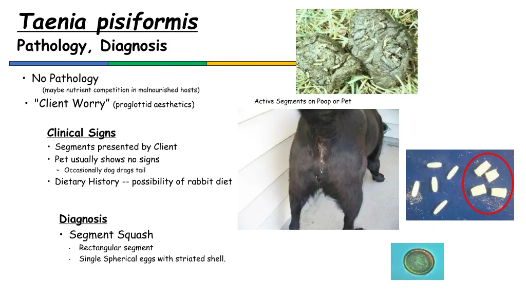 taenia pisiformis pathology diagnosis