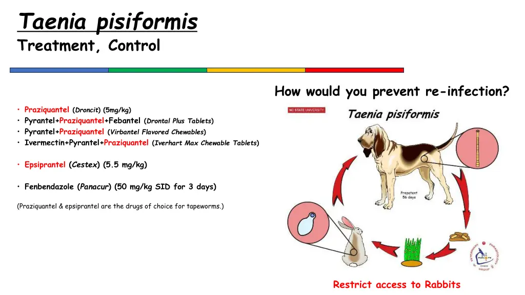 taenia pisiformis treatment control