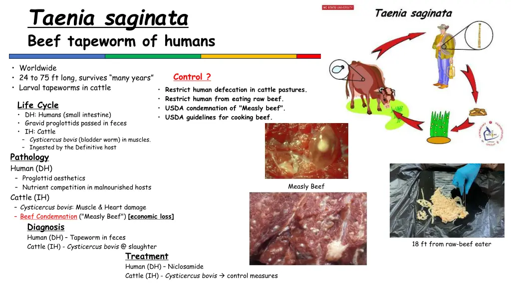 taenia saginata beef tapeworm of humans