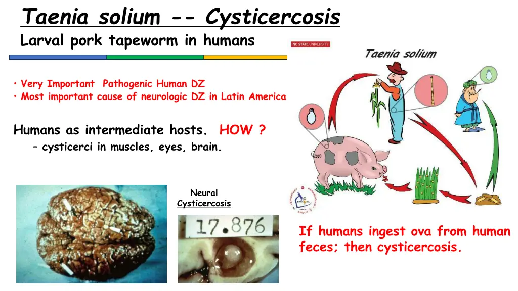 taenia solium cysticercosis larval pork tapeworm