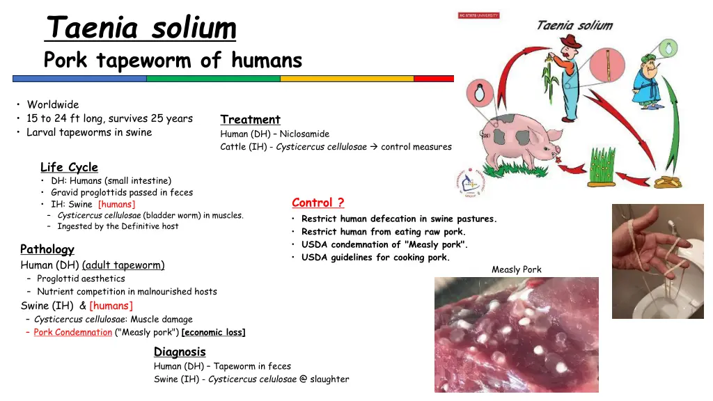 taenia solium pork tapeworm of humans