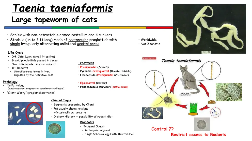 taenia taeniaformis large tapeworm of cats