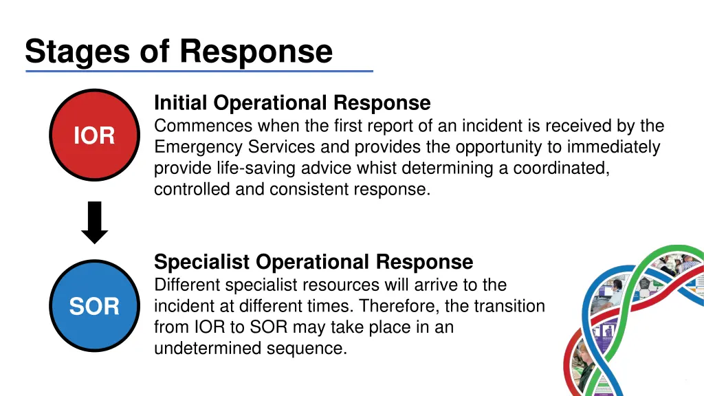 stages of response