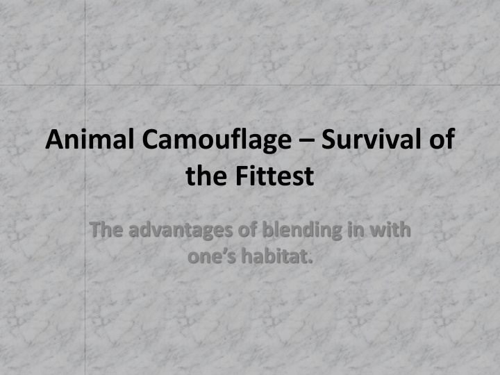 animal camouflage survival of the fittest