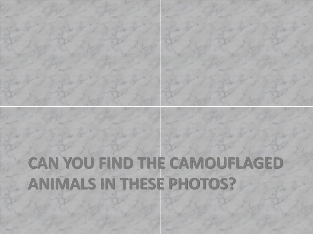 can you find the camouflaged animals in these