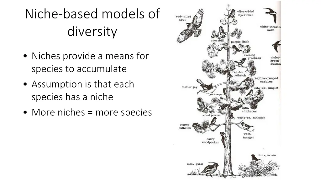 niche based models of diversity