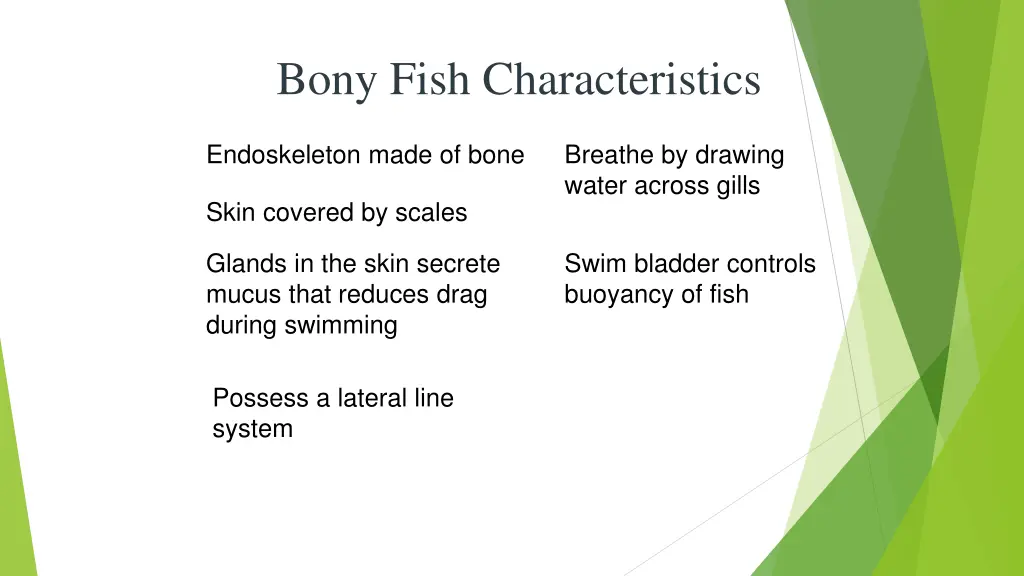 bony fish characteristics