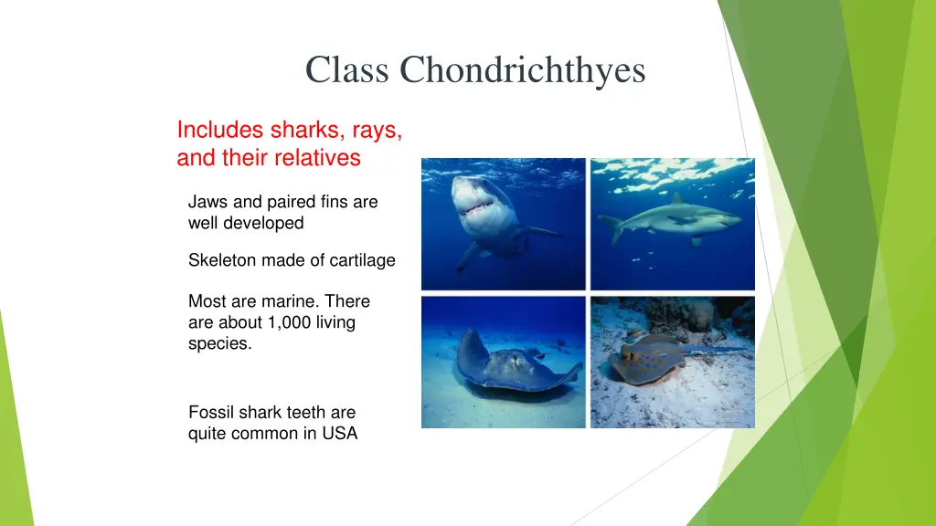 class chondrichthyes